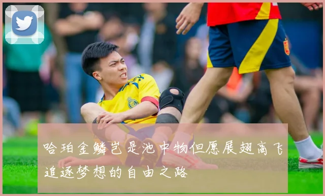 哈珀金鳞岂是池中物但愿展翅高飞追逐梦想的自由之路